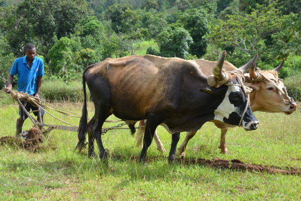 Haiti, SKDK in Carice