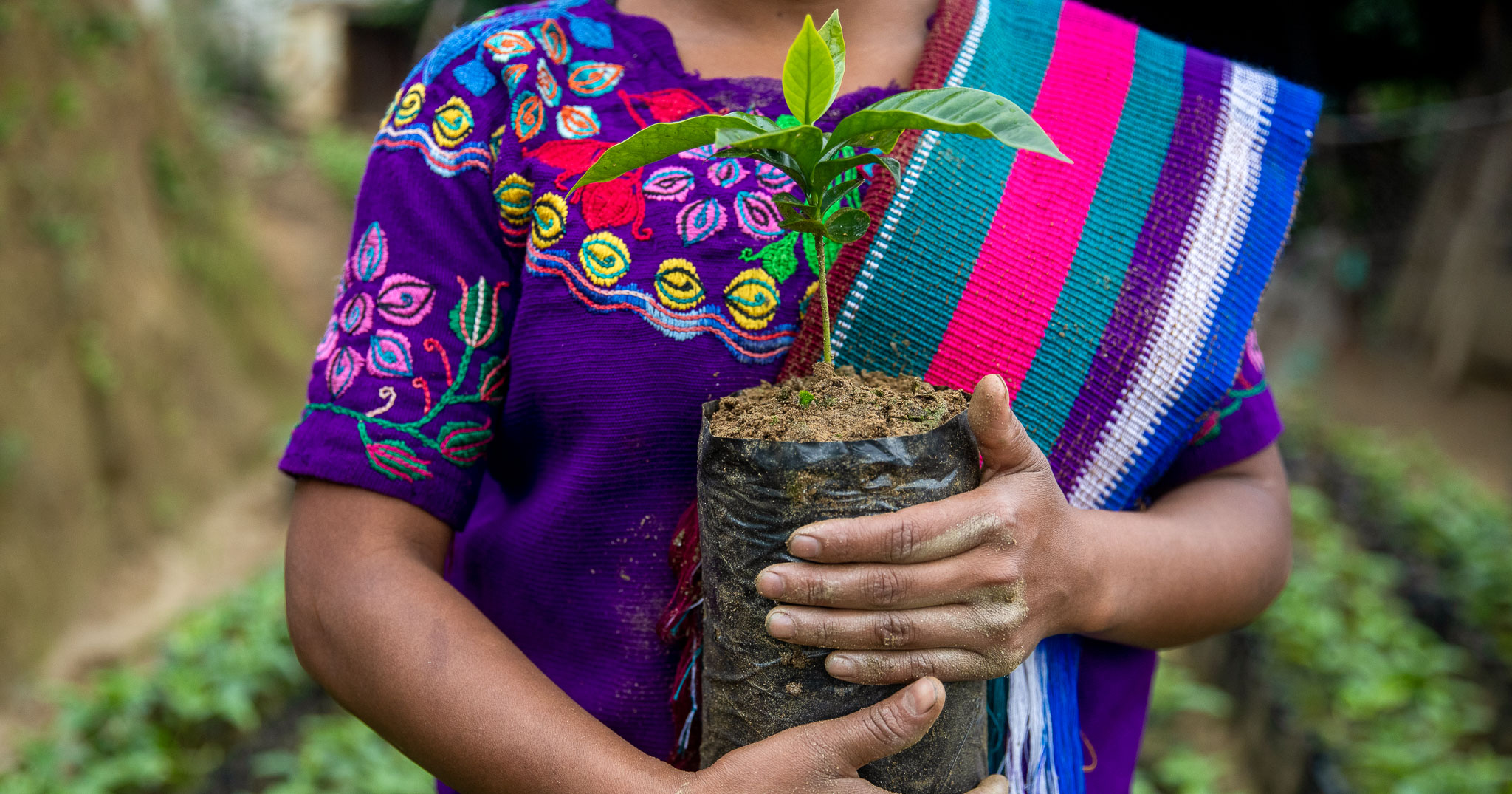 Fastenaktion unterstützt gezielt Kleinbäuer:innen, so auch in Guatemala.